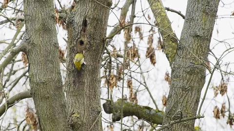 Green Woodpecker-10 库存影片 88319772