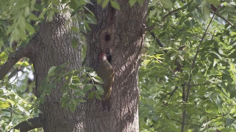 Green Woodpecker-2 库存影片 88297955
