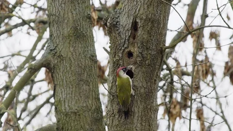 Green Woodpecker-9 库存影片 88332216