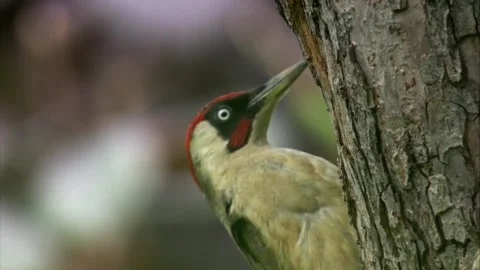 Green woodpecker breeding pair at tree trunk close to nest cavity Stock Footage 327445291