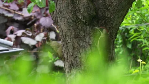 Green woodpecker breeding pair at tree trunk close to nest cavity Stock Footage 327445298