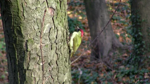Green woodpecker Video stock 56945368