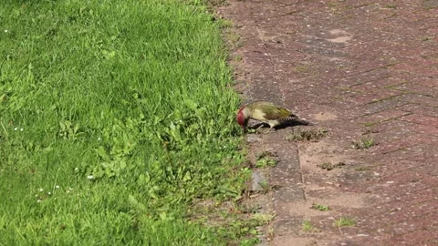 Green woodpecker Video stock 134934772