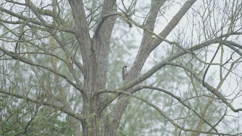 Green Woodpecker 스톡 동영상 137653361
