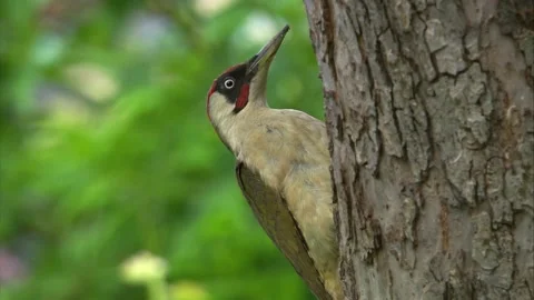 Green woodpecker hanging on tree bark close-up in woodland Stock Footage 327445261