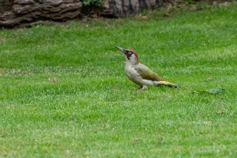 Green Woodpecker in the park Stock Photos