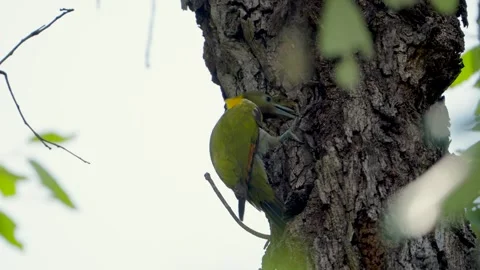 Green woodpecker perched on tree trunk in Himalayan forest, India Vidéo 336418307
