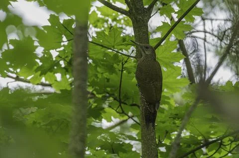 A green woodpecker on a thin tree trunk Stock Photos