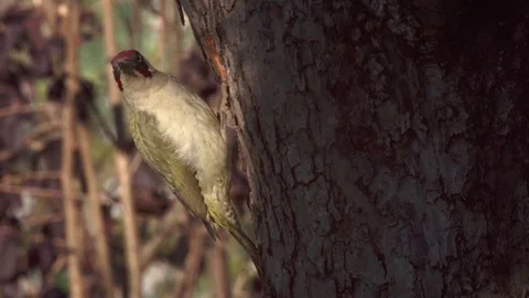 Green woodpecker on tree trunk Stock Footage 319003632