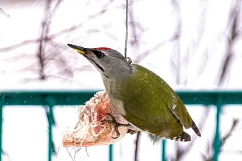 Green woodpecker in winter Stock Photos