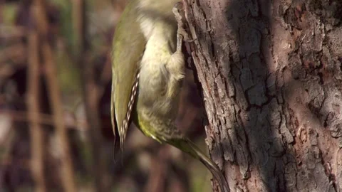 Green woodpecker working on nesting cavity (slide) Stock Footage 319003645