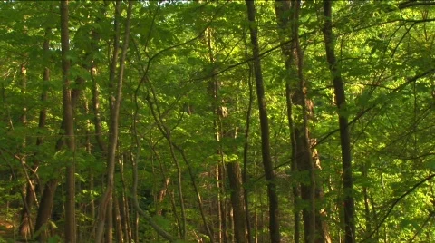 Green woods Stock Footage 311911