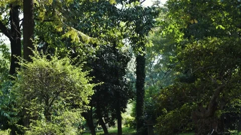 The green woods. Stock Footage 163359793