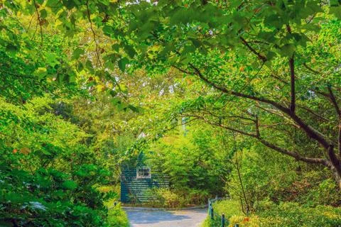 Green woods Stock Photos