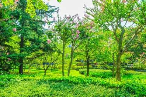Green woods Stock Photos