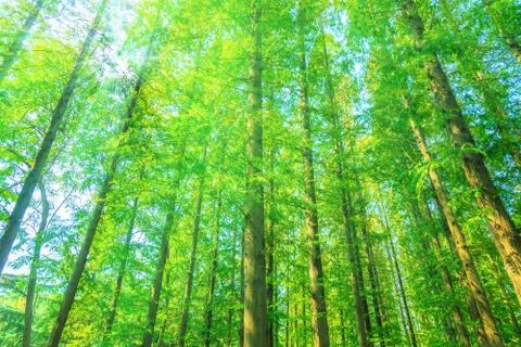 Green woods Stock Photos
