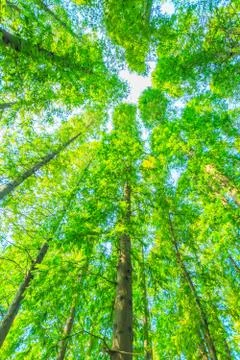 Green woods Stock Photos