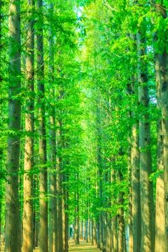 Green woods Stock Photos