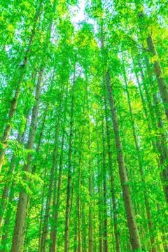 Green woods Stock Photos