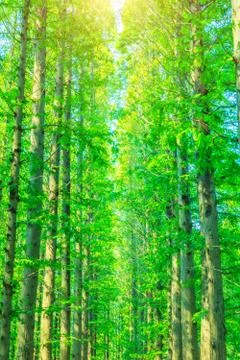 Green woods Stock Photos