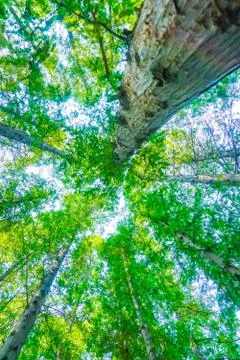 Green woods Stock Photos