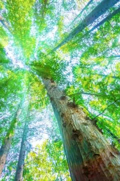 Green woods Stock Photos
