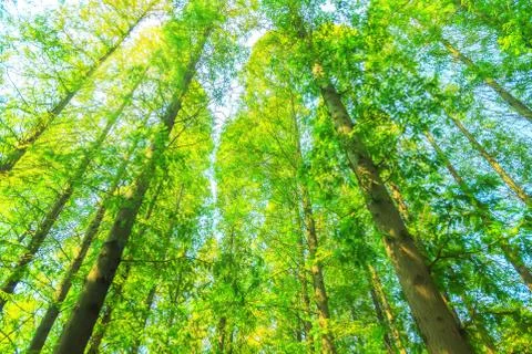 Green woods Stock Photos