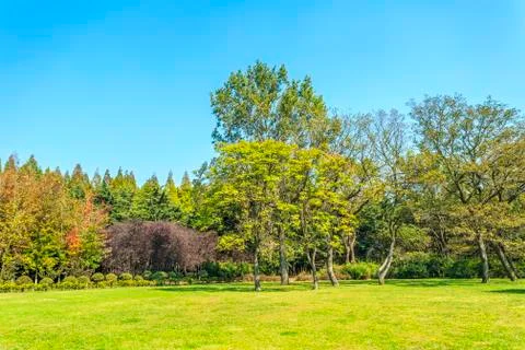 Green woods Stock Photos