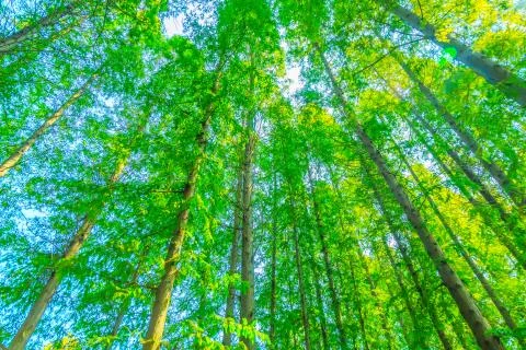 Green woods Stock Photos