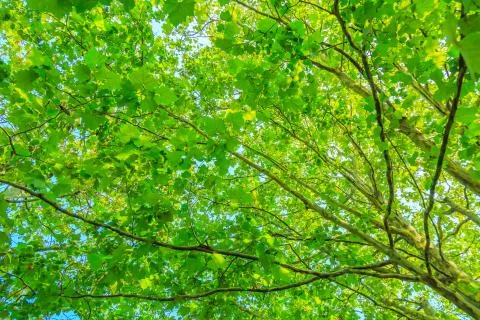 Green woods Stock Photos