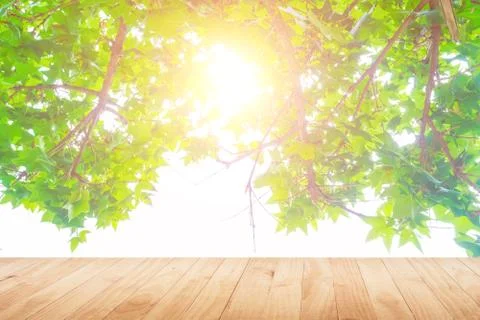 Green woods Stock Photos