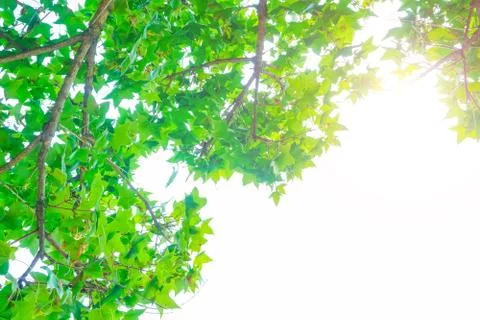 Green woods Stock Photos