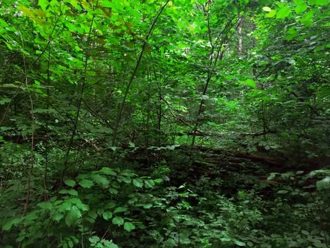 Green woods Stock Photos