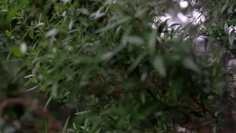 The green world Stock Footage 272448270