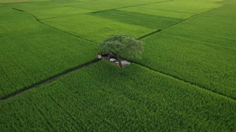 Green World. Stock Footage 276518944