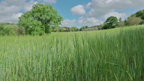 Green world on a spring day Stock Footage 131032137