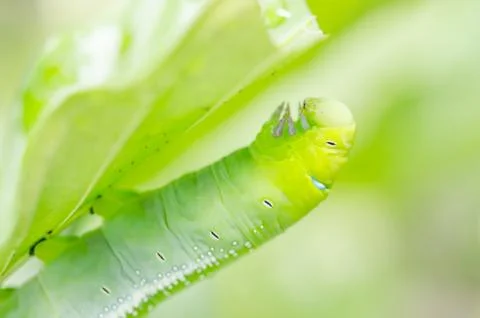 Green worm and leaf Stock Photos