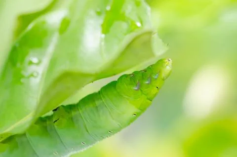 Green worm and leaf Stock Photos