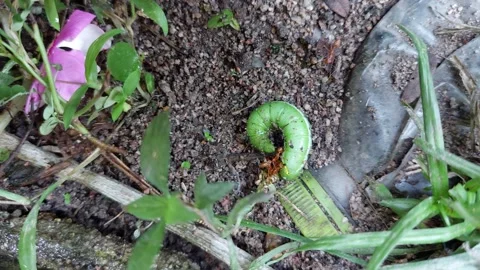 Green worm bitten by an ant Stock Footage 260296188