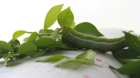 Green worm on book 動画素材 55407889