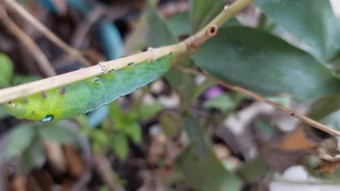 Green worm climbs a branch Stock-Footage 267202613