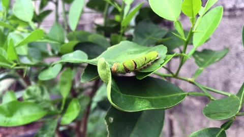 Green worm eating green leaf in the garden Stock Footage 209593388