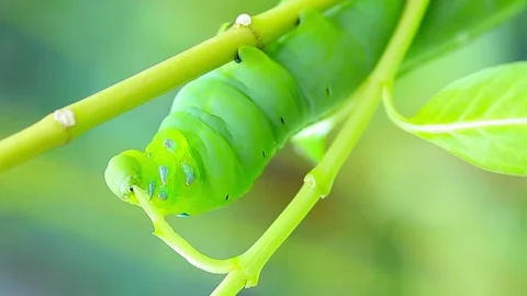 Green Worm Eating leaf on Tree Stock Footage 118844023