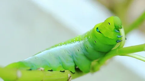 Green Worm Eating leaf on Tree Stock Footage 118844546