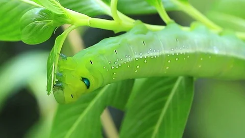 Green Worm Eating leaf on Tree Stock Footage 118844910