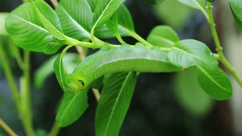 Green Worm Eating leaf on Tree Stock Footage 118844923