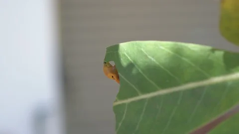 Green Worm Eating leaf on Tree 스톡 동영상 129034862