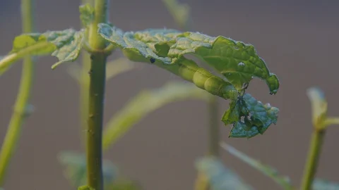 Green worm eating mint plat Stock Footage 128717059