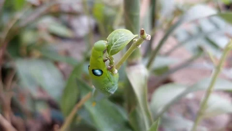 The green worm eats aggressively Stock-Footage 267396441