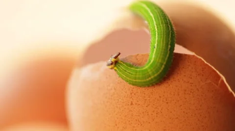 Green worm  Video stock 40352130